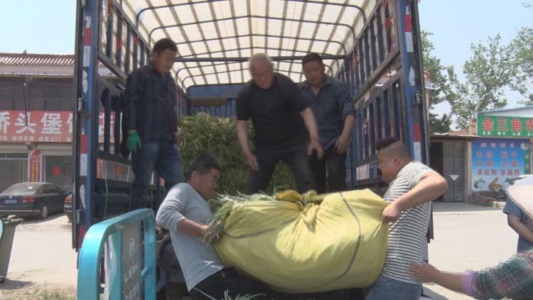河南蒜苔今日价格，市场波动中的观察与探讨
