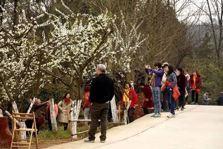 最新李树品种，小巷中的甜蜜探索之旅